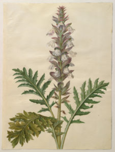 example of Acanthus plant